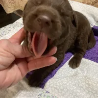 Chocolate girl, a female Labrador Retriever for sale in Albemarle, NC – Photo 4 of 7