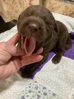 Chocolate girl, a female Labrador Retriever for sale in Albemarle, NC – Photo 4 of 7