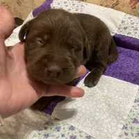Chocolate girl, a female Labrador Retriever for sale in Albemarle, NC – Photo 7 of 7