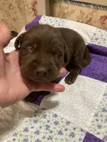 Chocolate girl, a female Labrador Retriever for sale in Albemarle, NC – Photo 7 of 7