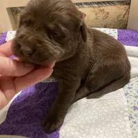 Chocolate girl, a female Labrador Retriever for sale in Albemarle, NC – Photo 5 of 7