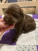 Chocolate girl, a female Labrador Retriever for sale in Albemarle, NC – Photo 5 of 7