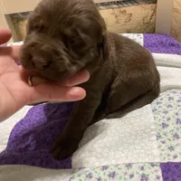 Chocolate girl, a female Labrador Retriever for sale in Albemarle, NC – Photo 3 of 7