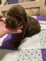 Chocolate girl, a female Labrador Retriever for sale in Albemarle, NC – Photo 3 of 7