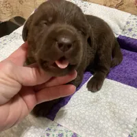 Chocolate girl, a female Labrador Retriever for sale in Albemarle, NC – Photo 1 of 7