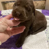 Chocolate girl, a female Labrador Retriever for sale in Albemarle, NC – Photo 2 of 7