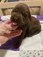Chocolate girl, a female Labrador Retriever for sale in Albemarle, NC – Photo 2 of 7