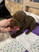 Chocolate girl, a female Labrador Retriever for sale in Albemarle, NC – Photo 6 of 7