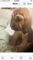 Bloodhound females and male, a female Bloodhound for sale in Albemarle, NC – Photo 3 of 7