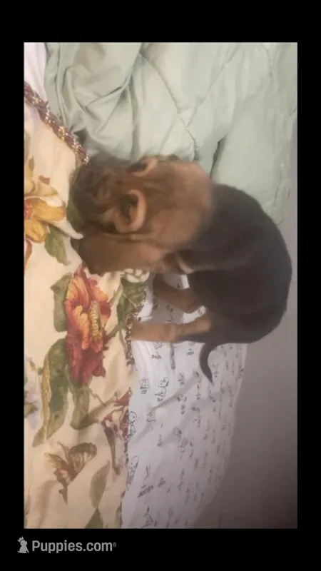 Bloodhound females and male