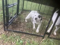 Jack Russell girl, a female Jack Russell Terrier for sale in Albemarle, NC – 4 of 4