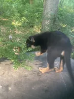 German Shepherd boy, a male German Shepherd Dog for sale in Albemarle, NC – 4 of 5