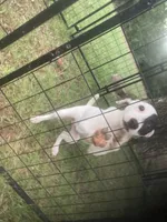 Jack Russell girl , a female Jack Russell Terrier for sale in Albemarle, NC – 4 of 5