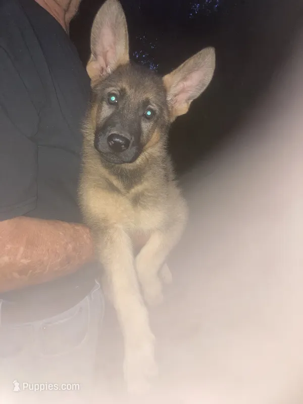 German Shepherd girl – German Shepherd Dog puppy for sale in Albemarle, NC