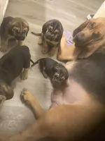 Bloodhound males and females, a male Bloodhound for sale in Albemarle, NC – Photo 3 of 7