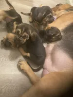 Bloodhound males and females, a male Bloodhound for sale in Albemarle, NC – Photo 5 of 7