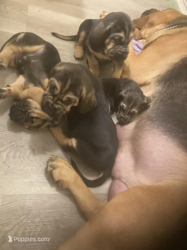 Bloodhound males and females