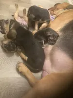 Bloodhound males and females, a male Bloodhound for sale in Albemarle, NC – Photo 6 of 7