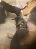 Bloodhound males and females, a male Bloodhound for sale in Albemarle, NC – Photo 4 of 7