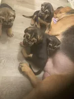 Bloodhound males and females, a male Bloodhound for sale in Albemarle, NC – Photo 7 of 7