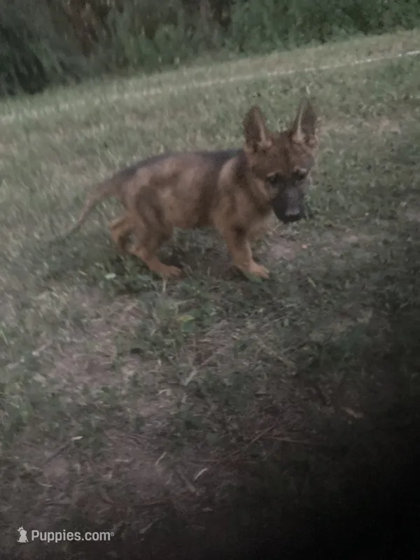German Shepherd girl – German Shepherd Dog puppy for sale in Albemarle, NC