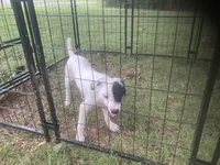 Jack Russell girl , a female Jack Russell Terrier for sale in Albemarle, NC – 5 of 5