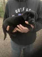 Black male “Mark”, a male Labrador Retriever for sale in Albemarle, NC – Photo 2 of 2