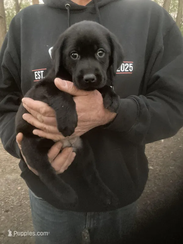 Black male “Mark” – Labrador Retriever puppy for sale in Albemarle, NC