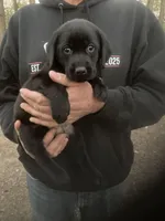 Black male “Mark”, a male Labrador Retriever for sale in Albemarle, NC – Photo 1 of 2