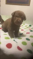 Chocolate females, a female Labrador Retriever for sale in Albemarle, NC – Photo 5 of 6