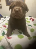 Chocolate females, a female Labrador Retriever for sale in Albemarle, NC – Photo 1 of 6