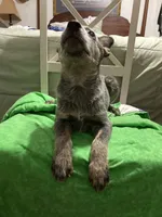 Australian Shepherd boy, a male Australian Cattle Dog for sale in Albemarle, NC – 4 of 9