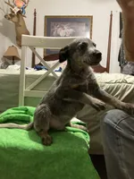 Australian Shepherd boy, a male Australian Cattle Dog for sale in Albemarle, NC – 8 of 9