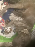 Silver and Chocolate puppies, a female Labrador Retriever for sale in Albemarle, NC – Photo 9 of 10