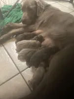 Silver and Chocolate puppies, a female Labrador Retriever for sale in Albemarle, NC – Photo 5 of 10