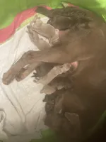 Silver and Chocolate puppies, a female Labrador Retriever for sale in Albemarle, NC – Photo 8 of 10