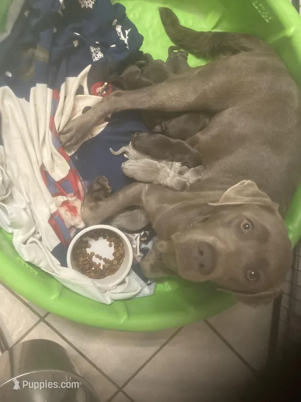 Silver and Chocolate puppies, a female Labrador Retriever for sale in Albemarle, NC – Photo 1 of 10