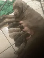Silver and Chocolate puppies, a female Labrador Retriever for sale in Albemarle, NC – Photo 2 of 10