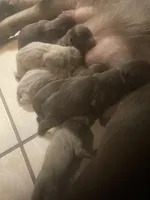 Silver and Chocolate puppies, a female Labrador Retriever for sale in Albemarle, NC – Photo 3 of 10