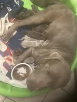 Silver and Chocolate puppies, a female Labrador Retriever for sale in Albemarle, NC – Photo 10 of 10