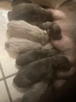 Silver and Chocolate puppies, a female Labrador Retriever for sale in Albemarle, NC – Photo 4 of 10