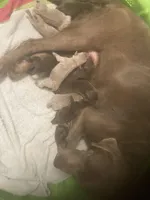 Silver and Chocolate puppies, a female Labrador Retriever for sale in Albemarle, NC – Photo 7 of 10