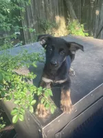 German Shepherd girl, a female German Shepherd Dog for sale in Albemarle, NC – 2 of 5