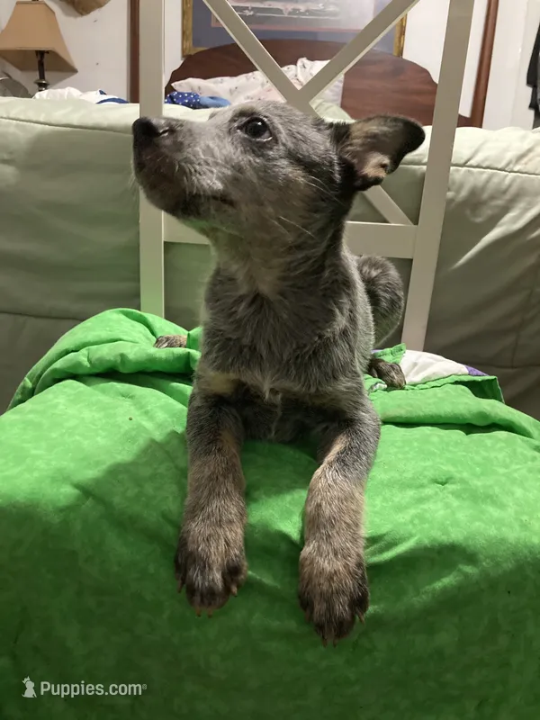 Australian Shepherd boy – Australian Cattle Dog puppy for sale in Albemarle, NC