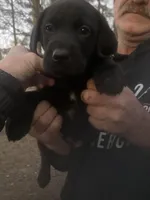 Black male Lab puppy , a male Labrador Retriever for sale in Albemarle, NC – Photo 1 of 2