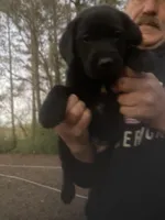 Black male Lab puppy , a male Labrador Retriever for sale in Albemarle, NC – Photo 2 of 2