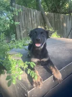 German Shepherd girl, a female German Shepherd Dog for sale in Albemarle, NC – 4 of 5