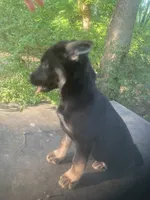 German Shepherd girl, a female German Shepherd Dog for sale in Albemarle, NC – 5 of 5