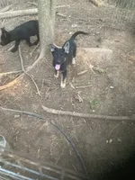 German Shepherd boy, a male German Shepherd Dog for sale in Albemarle, NC – 6 of 6