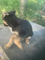 German Shepherd boy, a male German Shepherd Dog for sale in Albemarle, NC – 2 of 6